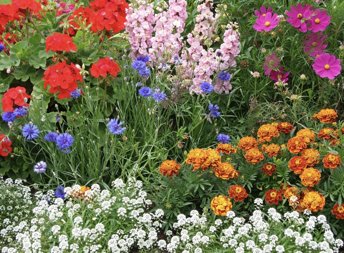 Annuals
