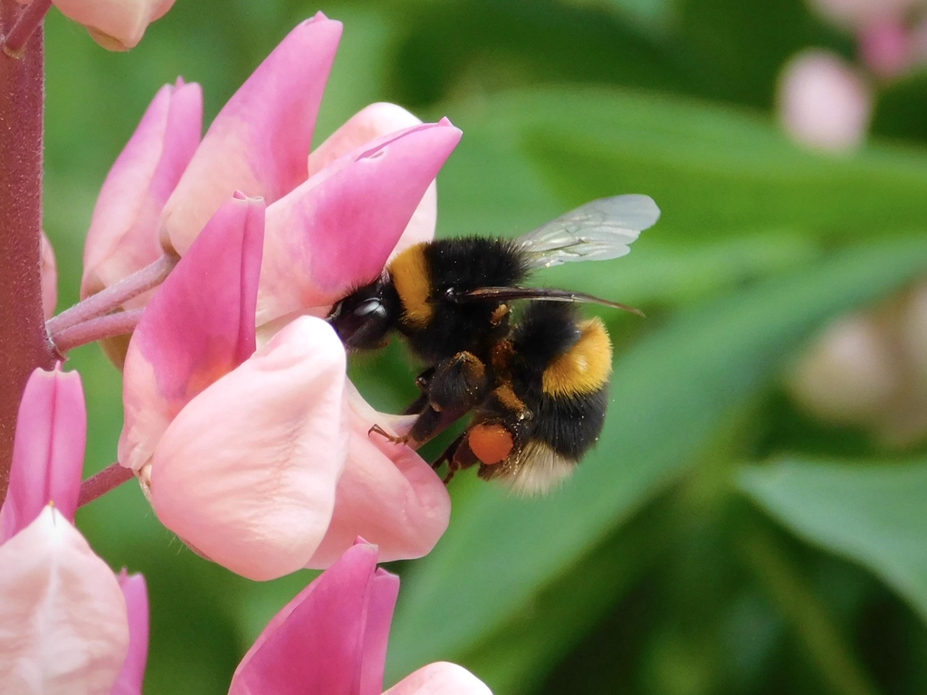 What is the Green Finger Project? 