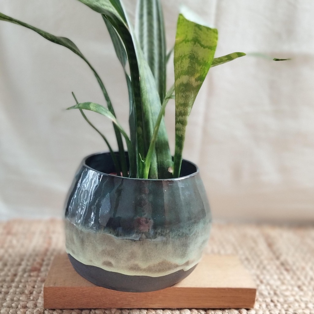 Cache-pot avec plante. Grès noir émail vert