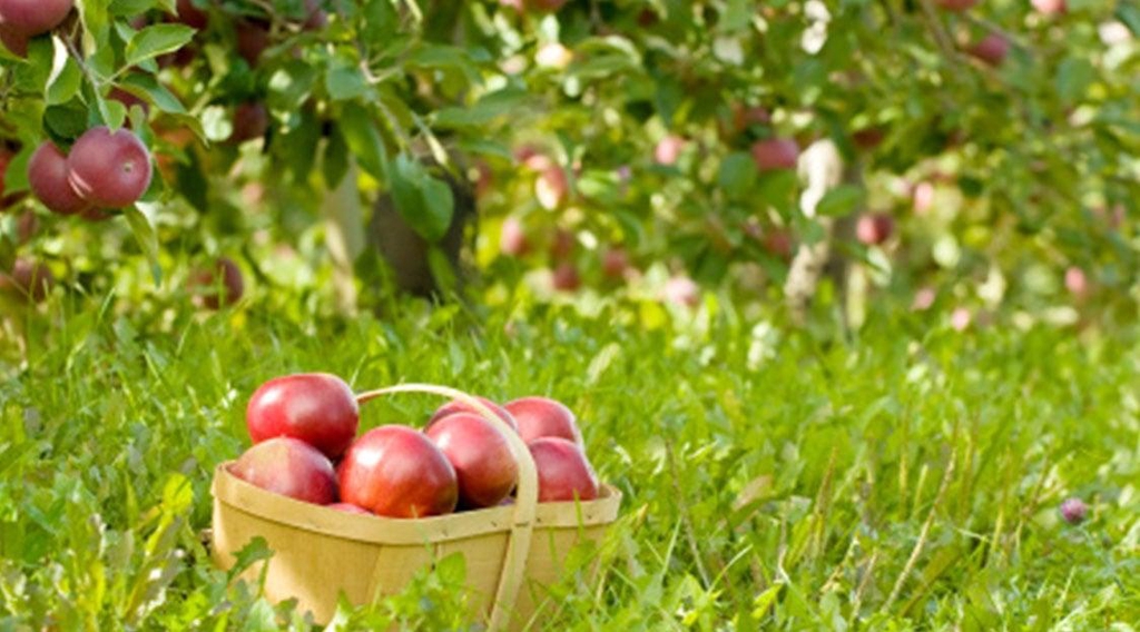 banner_image