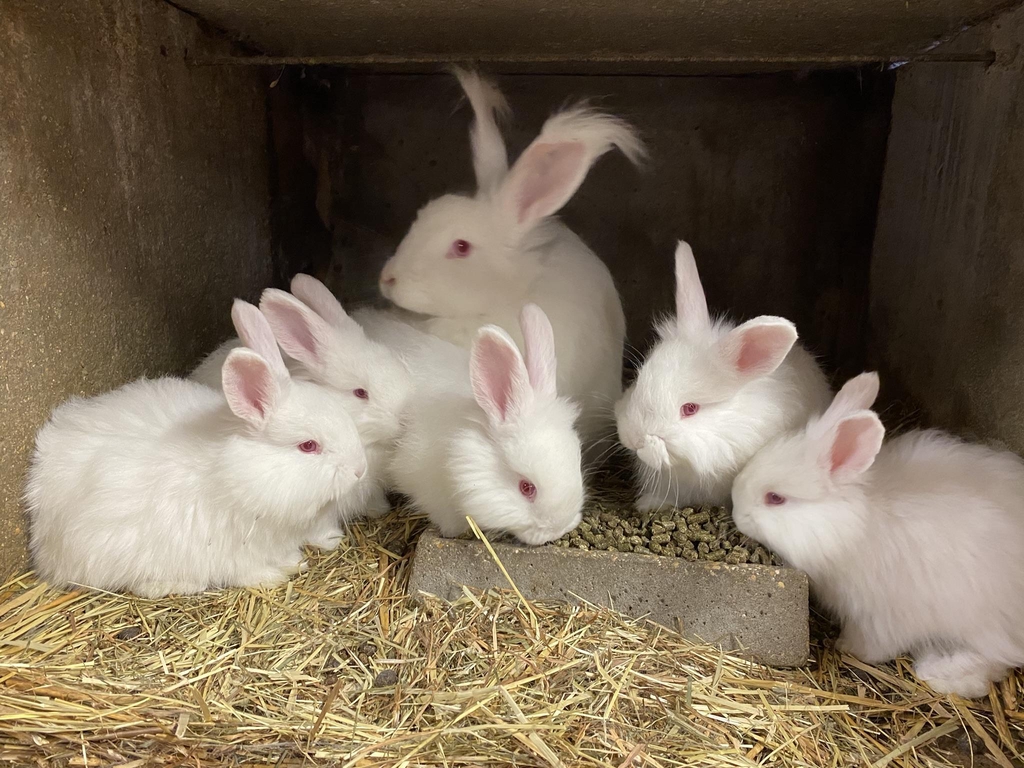 Eleveuse et productrice de laine Angora