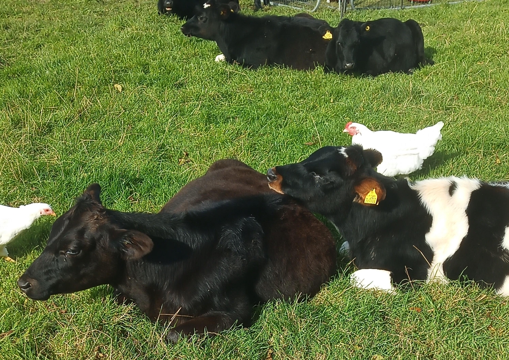 Say hello to the cows 
Beef will be available later in 2025