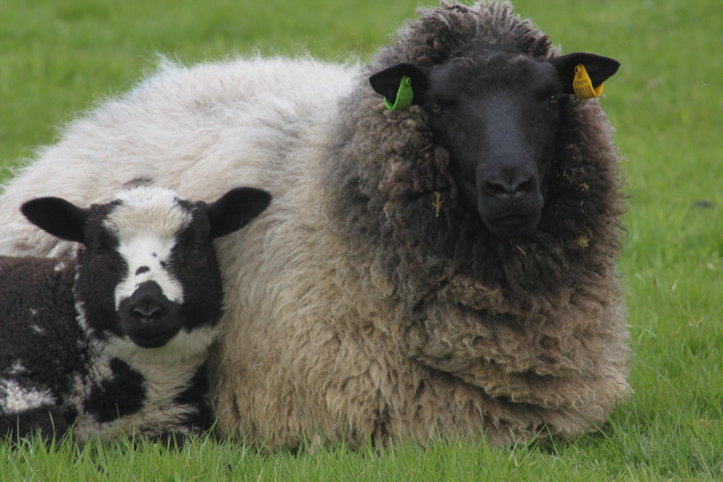 Dutch spotted ewe with lamb.  We not only produce lamb/hogett and mutton but our fleece wins prizes too