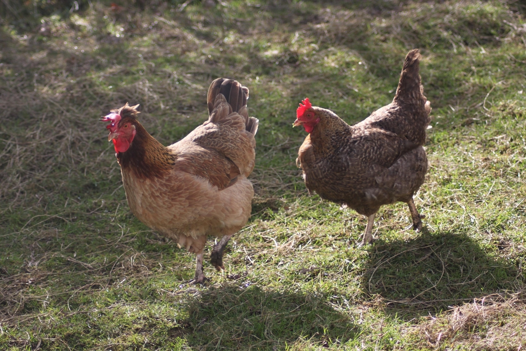 Seasonal, sustsainable, local farm produce
