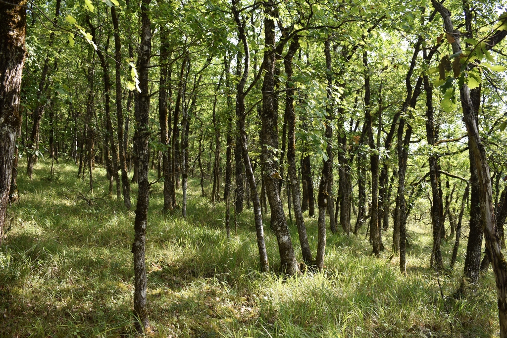 Trametica x Coeur de Forêt