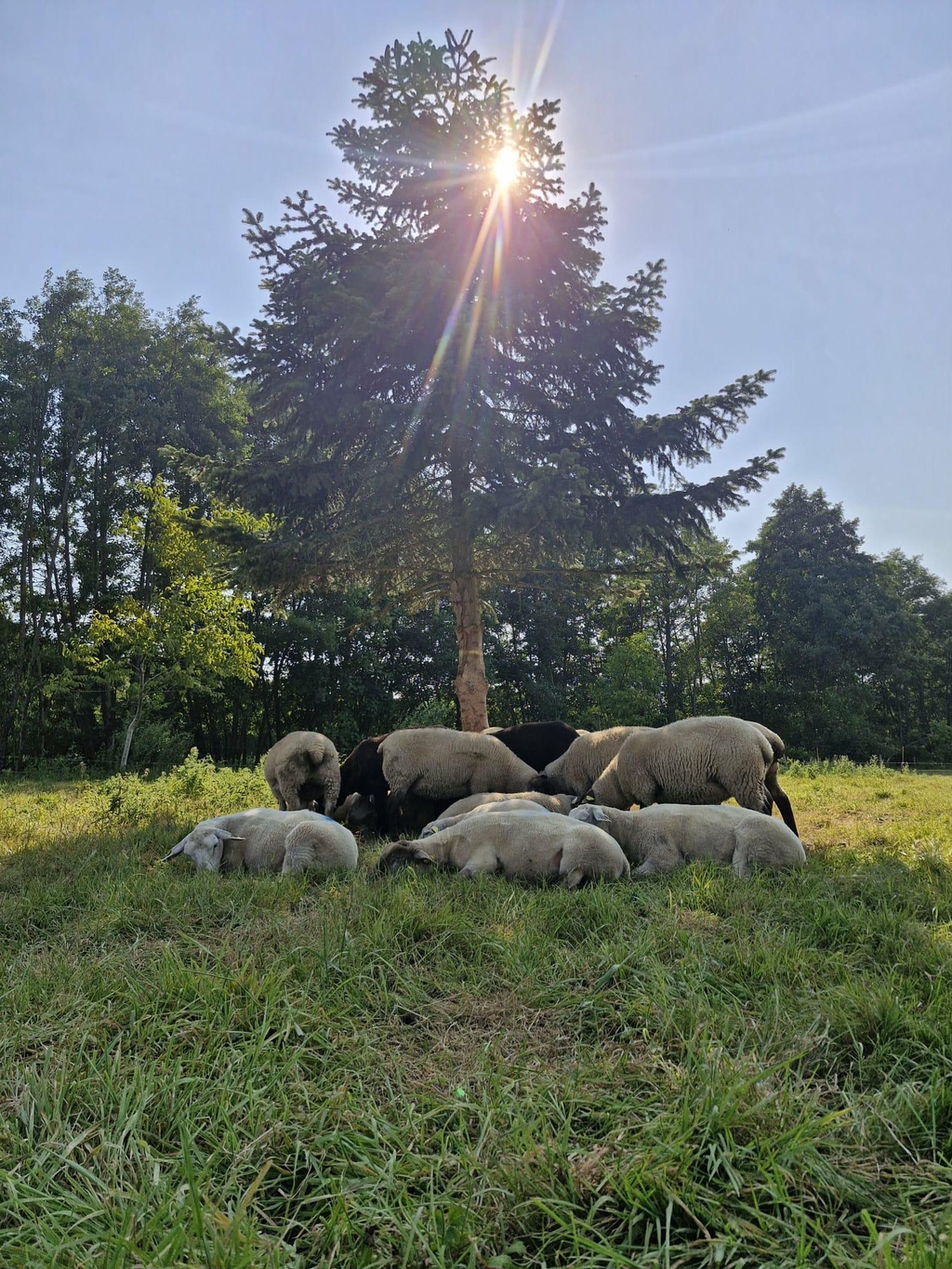Produits 100% pure laine de moutons