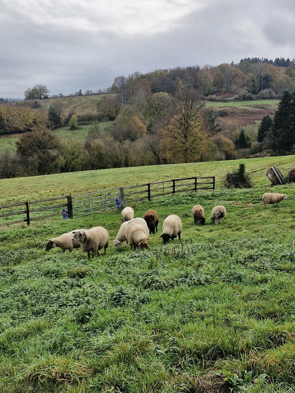 Installée à Glos dans le Calvados depuis 2013, La Ferme du Coq élève des poules pondeuses.
En 2025, les premières agnelles ont rejoint la ferme.
Leur laine avec celle des voisins, est valorisée en feutre dans un premier temps. D'autres produits viendront compléter l'offre d'ici peu.