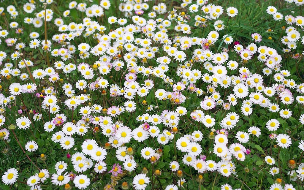 banner_image