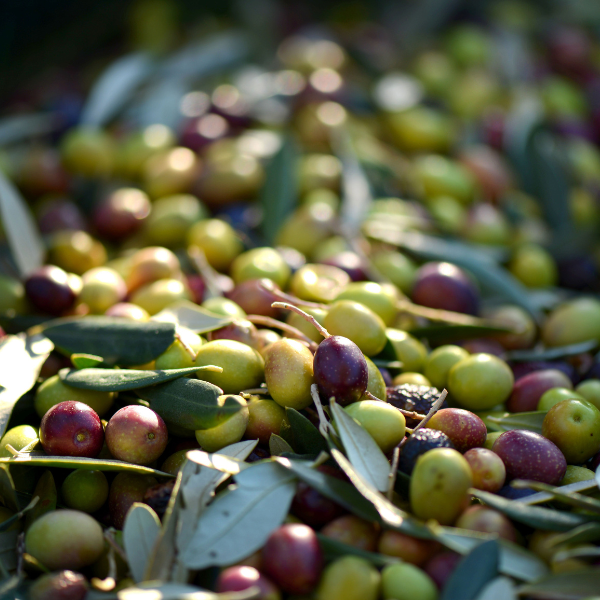 L'huile d'olives
Notre huile d'olive provient d'une récolte effectuée entièrement à la main sur des oliviers non traités, nichés au coeur du Pays Varois. Elle confère à nos savons leur grande douceur et en fait des produits très appréciés des peaux sèches, sensibles ou matures.
