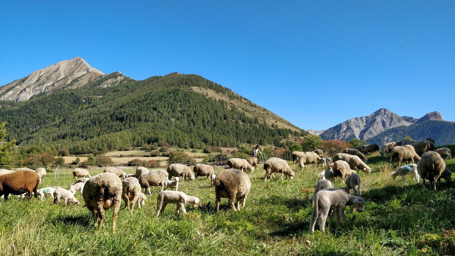 Paturage et troupeau de mouton avec vue sur Cuchon, les Autanes et Rouanne aux abords d'Ancelle.
