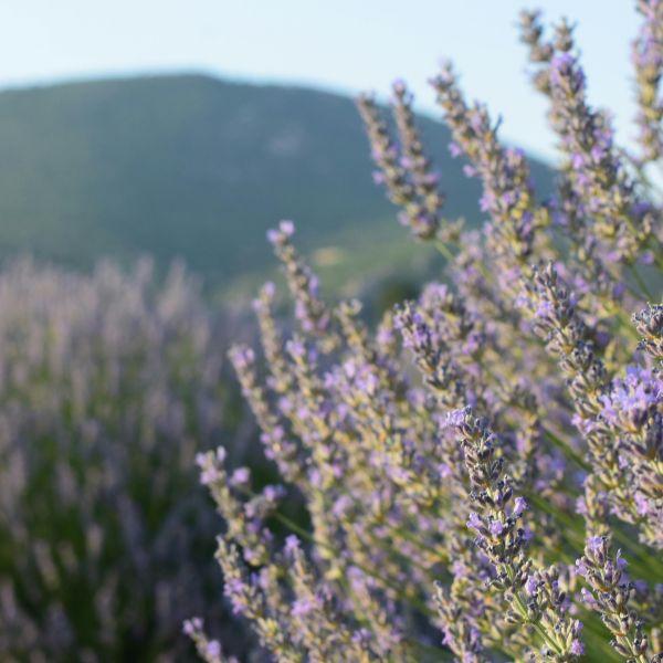 La lavande, récoltée dans les pierriers d'altitudes des alpes maritimes, cette dernière est connue pour ses vertus apaisantes. Intégrée entière dans le savon, ses fleurs participent à la micro-circulation et à la purification de votre peau, tout en douceur.