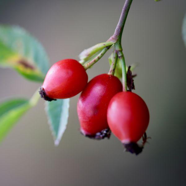 Baie riche en vitamine C, elle aidera votre peau à conserver souplesse et éclat.
Séchée puis finement broyée, cette poudre végétale donnera au produit finit un doux pouvoir exfoliant.

