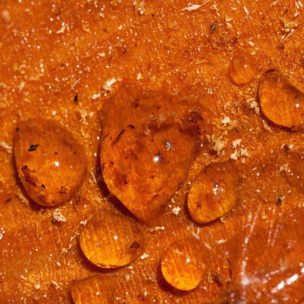 La résine de mélèze
Récoltée à la main par nos soins aux abords du parc du Mercantour, la plus noble de toutes les résines procurera à votre épiderme sensation de confort et protection cutanée.