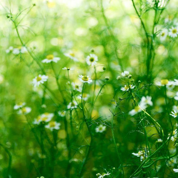 Nos huiles essentielles et nos partenaires fournisseurs sont séléctionés avec soins pour leurs engagements et leurs labels éthiques et de qualité.
Nous privilégions dans les limites du possibles des huiles Françaises et Bio.
