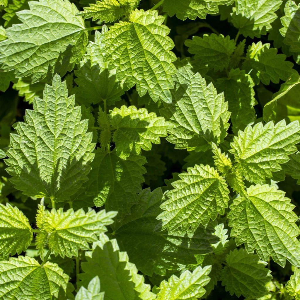 photo d'orties sauvages pour shampoing solide naturel l'Anthemys