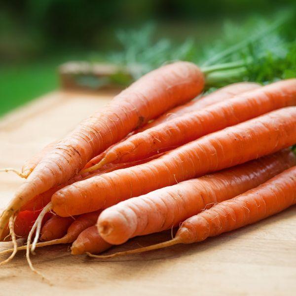 Nous sélectionnons nos carottes pour leur origine paysanne locale et leur qualité biologique. Leur pulpe confère à nos macerât des propriétées "effet bonne mine immédiat" très appréciées, grâce à leurs richesse en bêta-carotène.
Riche en antioxydant, leurs composés protègent la peau des radicaux libres, stimule le renouvellement cellulaire et favorise un bronzage plus uniforme tout en améliorant la tolérance au soleil.
Des alliées de taille pour les peaux ternes, matures, sèches ou sensibles.