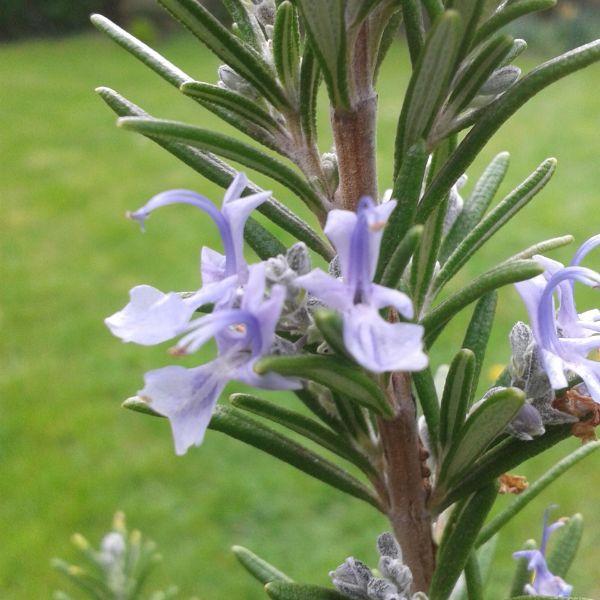 En plus d'être reconnu pour ses effets toniques, antioxydants et purifiants, le romarin vous emmenera en balade dans la garrigue provençale le temps d'un bain.