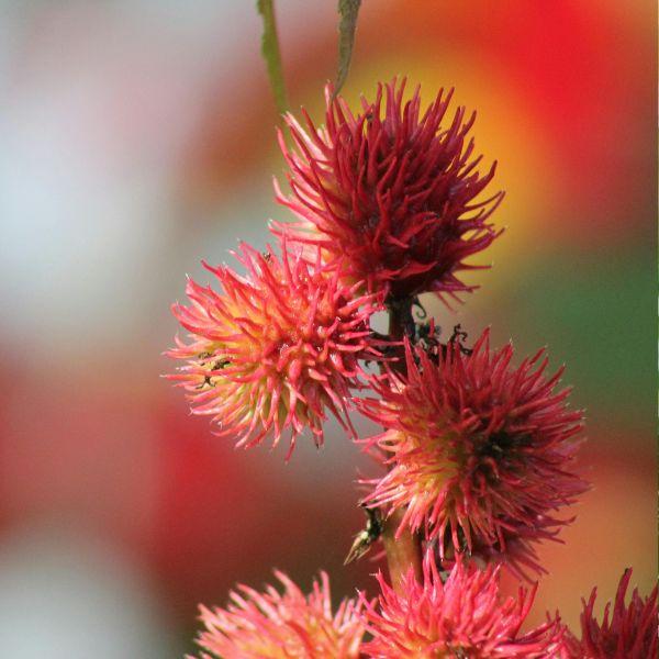 Notre huile de Ricin est produite dans une coopérative familiale. Le poducteur cultive et s'occuppe  également du pressage des fèves à froid. Intégrée dans nos produits de rasage, lavage et soins capillaires, cette huile utilisée en Egypte et en Orient depuis les temps les plus anciens, nourrit, fortifie et stimule vos cheveux, votre barbe ainsi que votre peau.