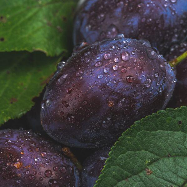 Réel trésor de la nature, cette huile précieuse biologique trèsriche en acides gras et antioxydants puissants nourrit intensément la peau, répare le film hydrolipidique et lutte contre le vieillissement cutané. Ce nectar forme un film protecteur léger sur la peau, la protégeant des agressions extérieures.
Elle vous laissera une peau douce, régénérée et apaisée, le tout dans un gourmand parfum d'amande fraiche.
