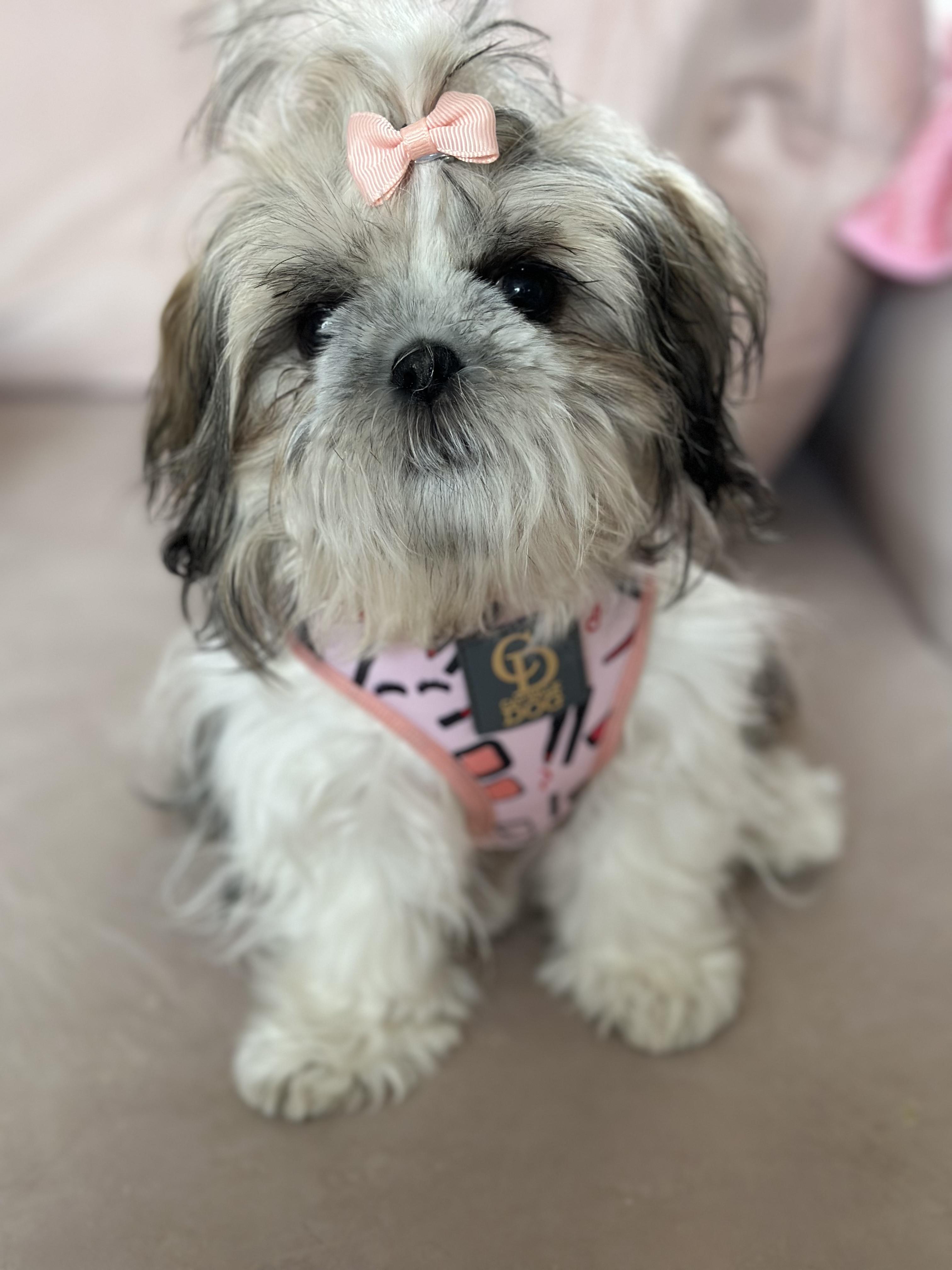 Harnesses and walking accessories
