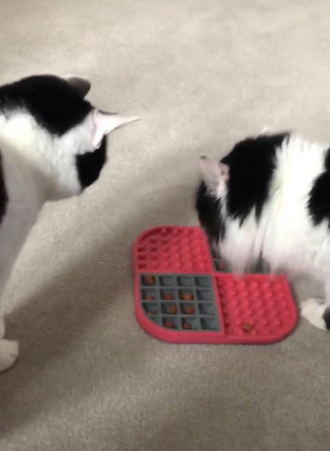 Cats