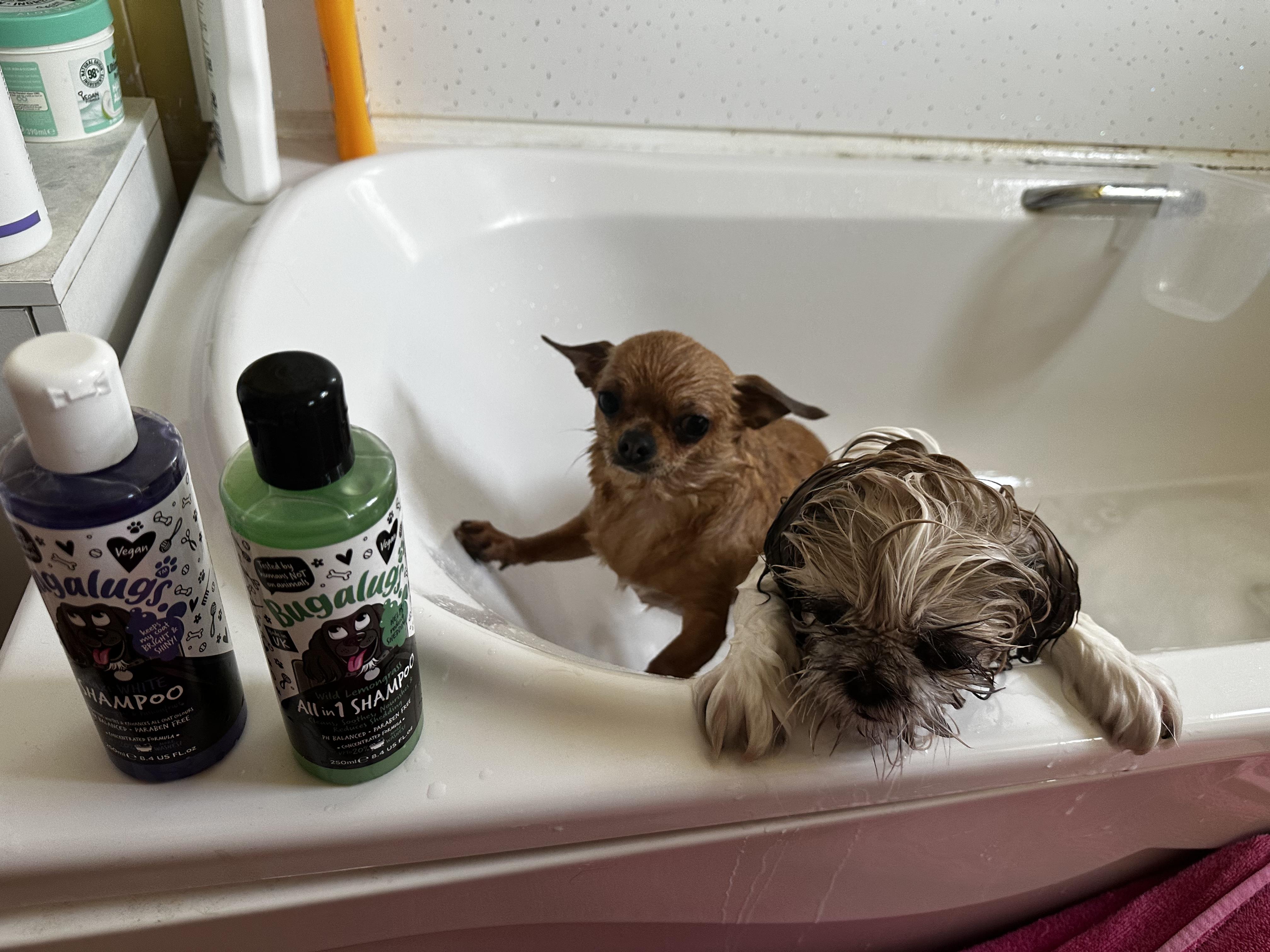 Pet Care