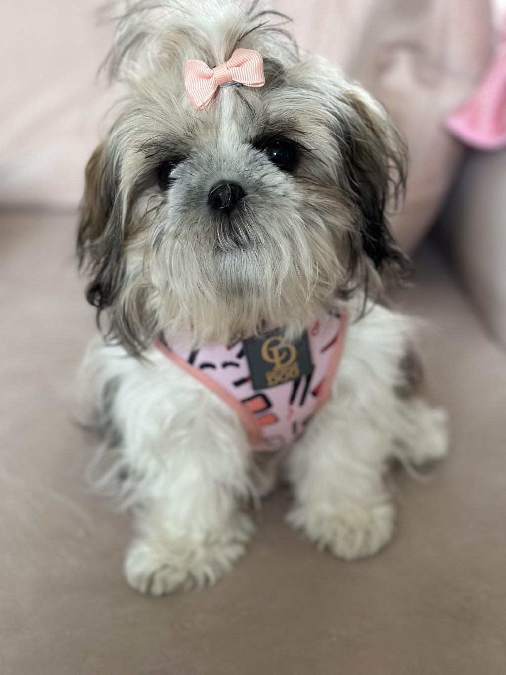 Harnesses and walking accessories 