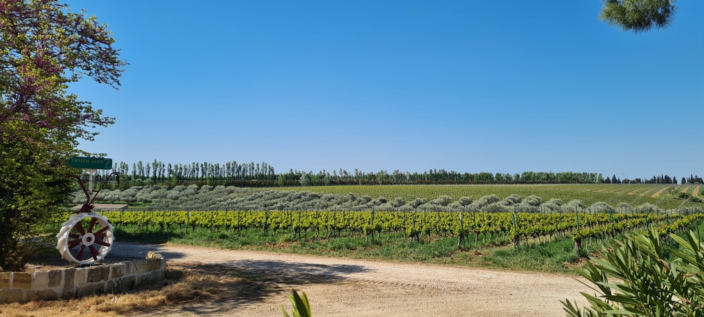 UN VIN POUR CHAQUE ENVIE ET CHAQUE OCCASION