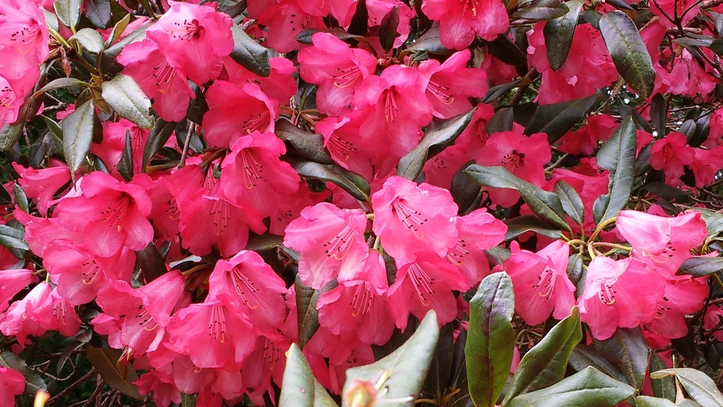 banner_image