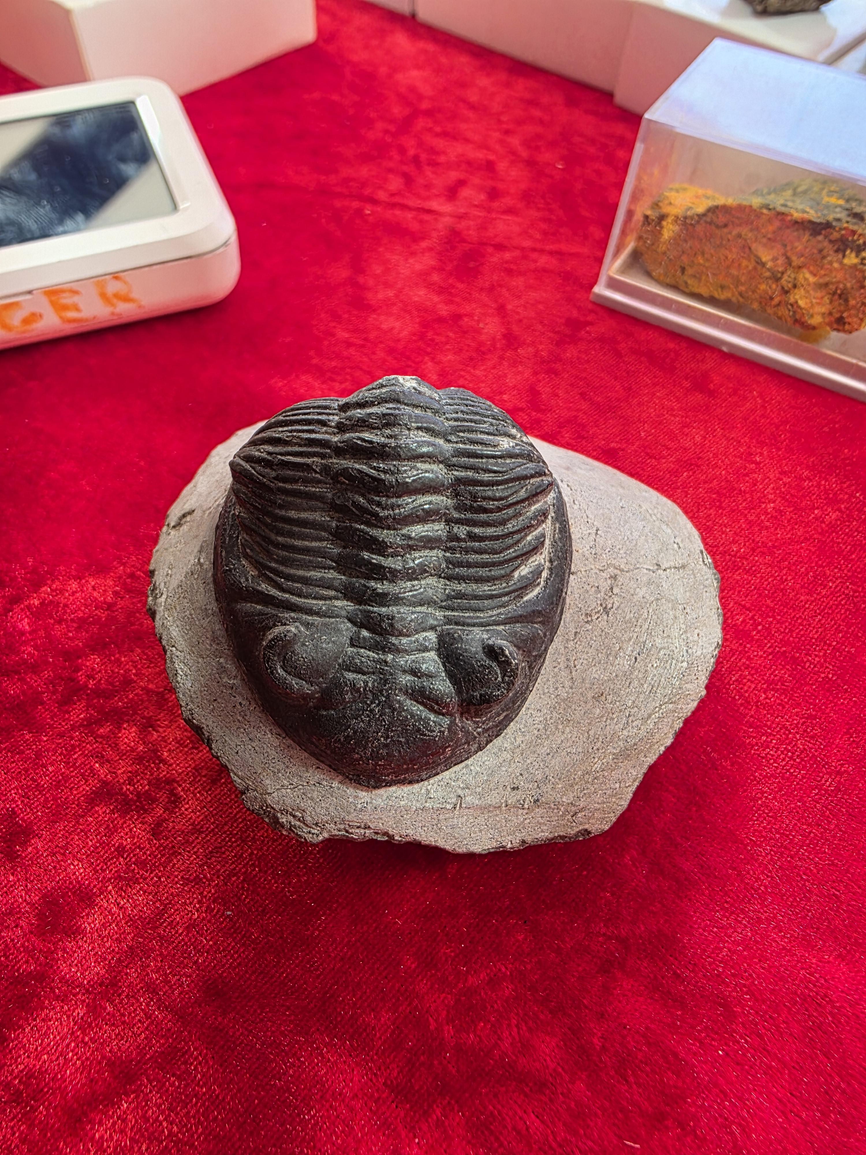 Fossils