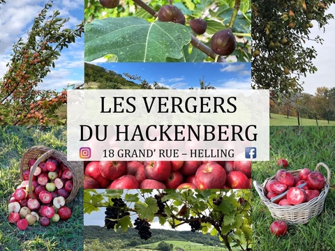 Les spécialistes des pommiers à chair rouge