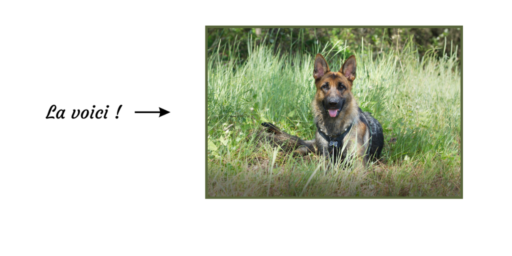 Berger allemand couchée dans l'herbe, en pleine nature — ambassadrice des créations artisanales pour chiens.