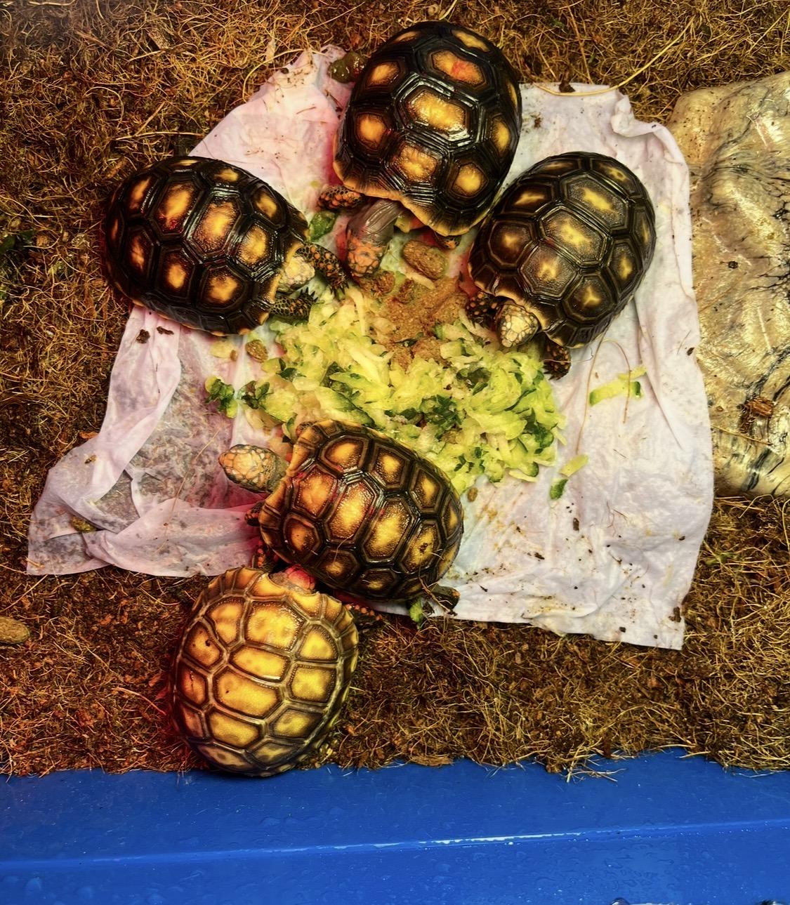 Tortugas