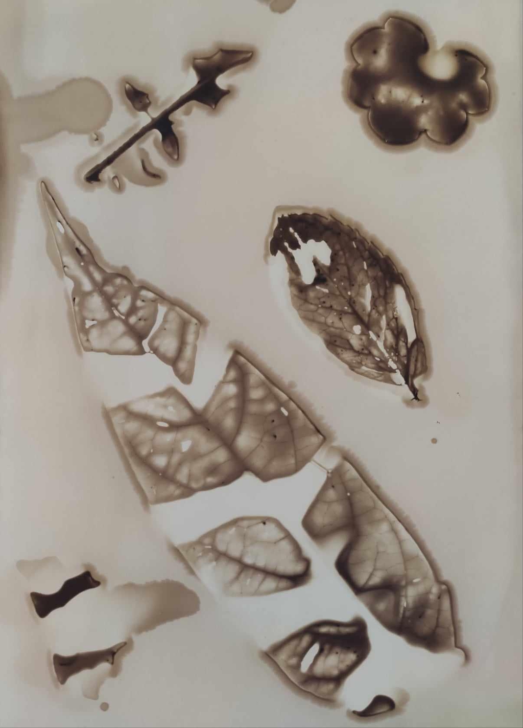 Phytogrammes réalisés avec des plantes et fleurs locales, empreintes botaniques sur papier photo argentique, pour les amateurs de décoration naturelle et poétique, les passionnés de botanique, ou pour offrir un cadeau unique.