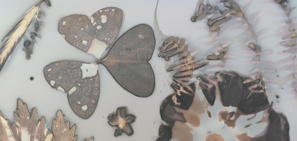 Photographie botanique réalisée sans appareil photo, pièce originale par Clémentine Chapron