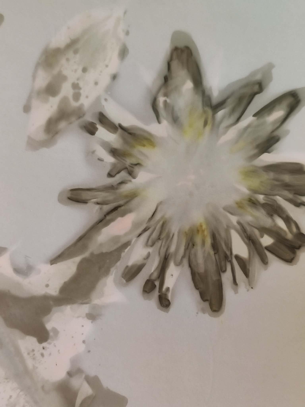 Phytogrammes réalisés avec des plantes et fleurs de saison (printemps, été, automne), empreintes botaniques sur papier photo argentique, pour les amateurs de décoration naturelle et poétique, les passionnés de botanique, ou pour offrir un cadeau unique.