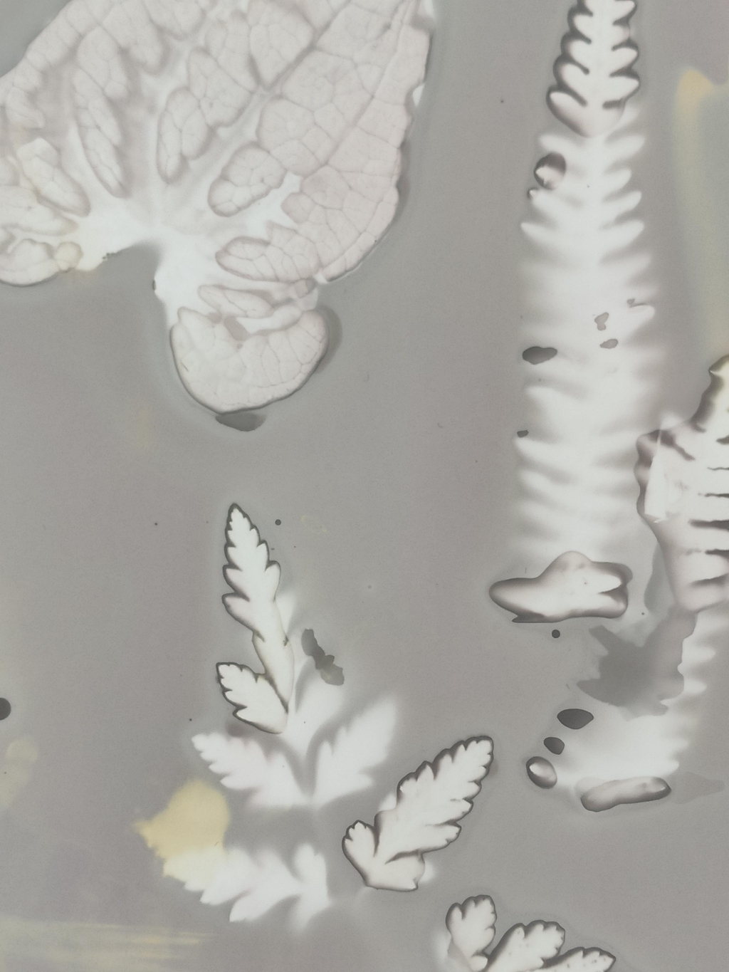 Phytogrammes réalisés avec des plantes et fleurs locales, empreintes botaniques sur papier photo argentique, pour les amateurs de décoration naturelle et poétique, les passionnés de botanique, ou pour offrir un cadeau unique.