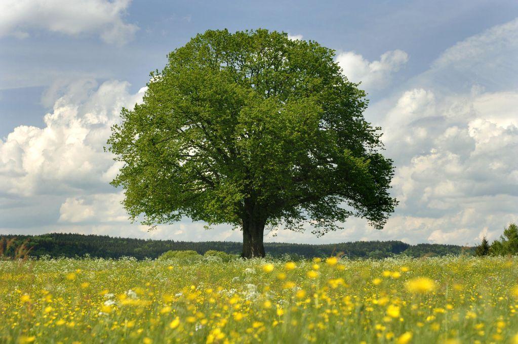 Chêne majestueux au feuillage dense trônant au milieu d'une prairie fleurie sous un ciel nuageux, symbole de la force brute utilisée pour nos bijoux.