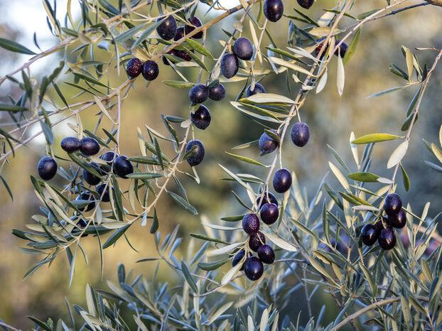 Grappe d'olives noires mûres sur une branche d'olivier aux feuilles argentées.