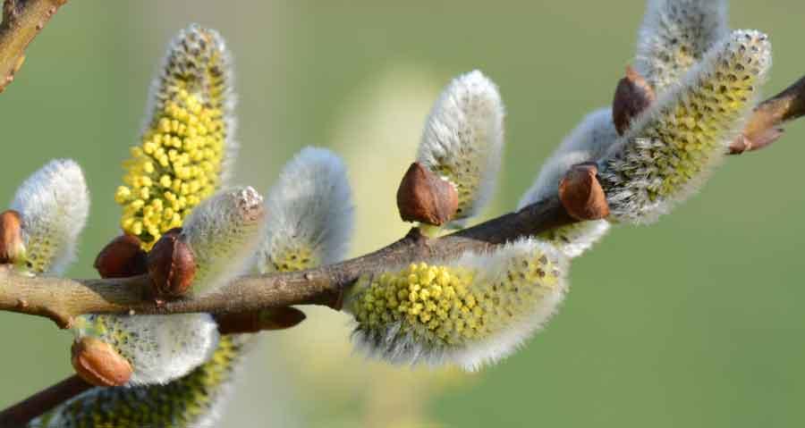 Gros plan sur les chatons argentés du saule au printemps, symbole de douceur.