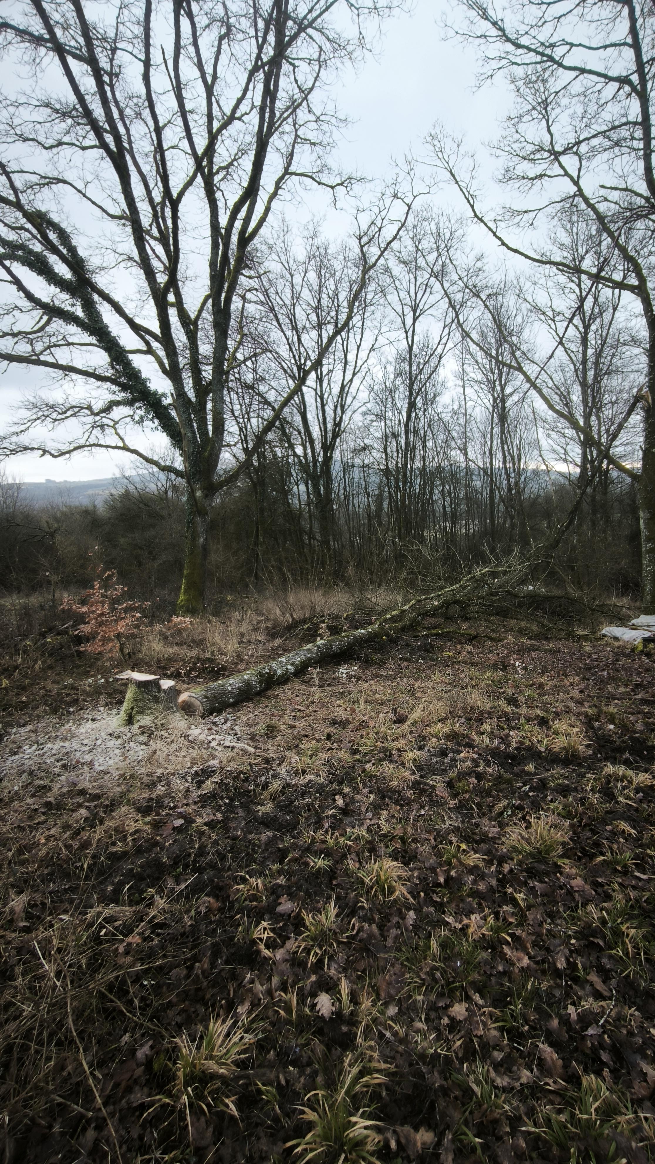 Un chêne fraîchement abattu dans mon verger, prêt à être débité et tourné à la main pour la création de bijoux en bois naturel.