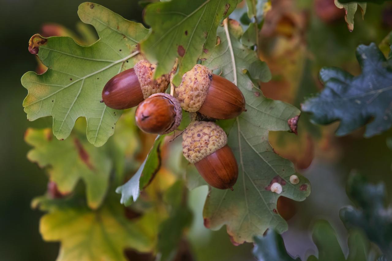 Gros plan sur des glands mûrs attachés à une branche de chêne aux feuilles dentelées, symbolisant la renaissance et l'origine de nos créations en bois.