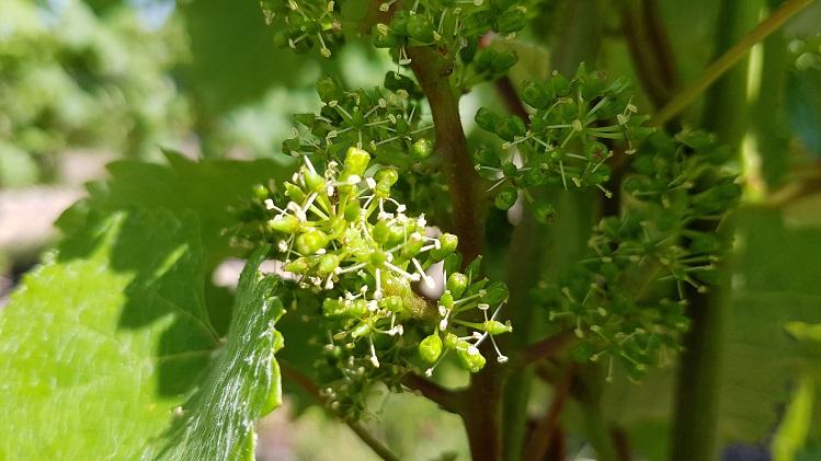 Gros plan sur une fleur de vigne naissante, symbole de fragilité et de renouveau au cœur du terroir bourguignon de JE 2 SEVES.