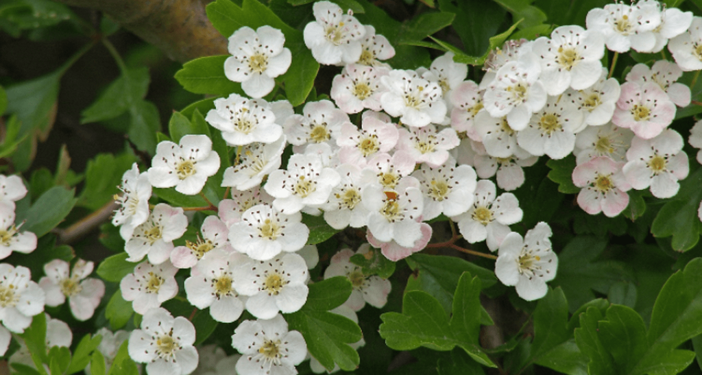 Gros plan sur des grappes de fleurs d'aubépine blanches, délicates, avec des anthères de couleur rose-rouge, entourées de feuilles vertes profondément lobées, symbolisant la pureté et le renouveau printanier.