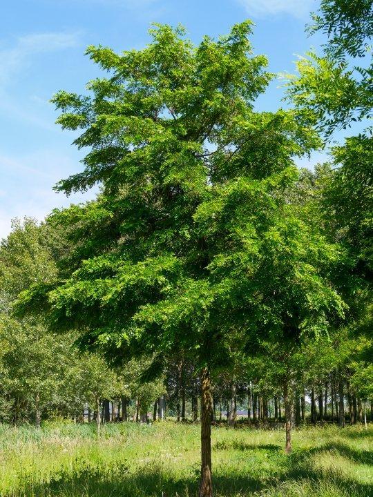 Un grand acacia majestueux au feuillage vert tendre au cœur d'une forêt ensoleillée.