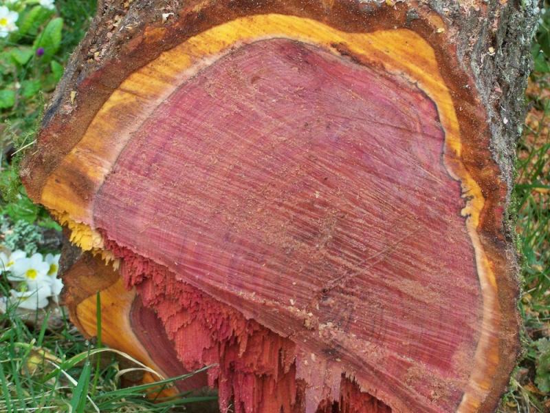 Section transversale d'un arbre d'amarante au bois pourpre, matière première pour bijoux holistiques et objets rituels.