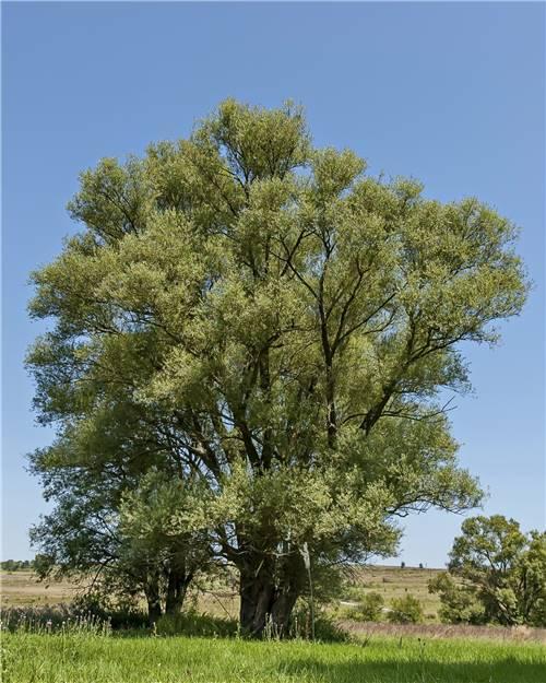 Un saule majestueux au cœur d'un champ, source d'inspiration et de bois pour les créations JE 2 SEVES