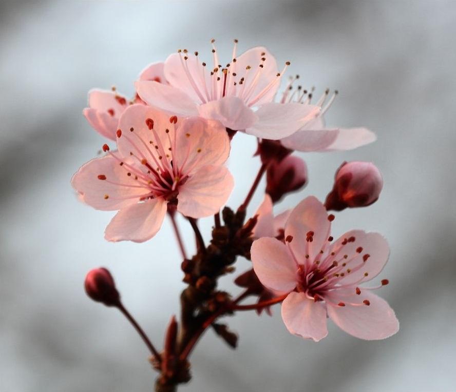 Fleurs de cerisier en gros plan, symbole de la beauté éphémère et source d'inspiration pour les créations en bois de cerisier JE 2 SEVES.