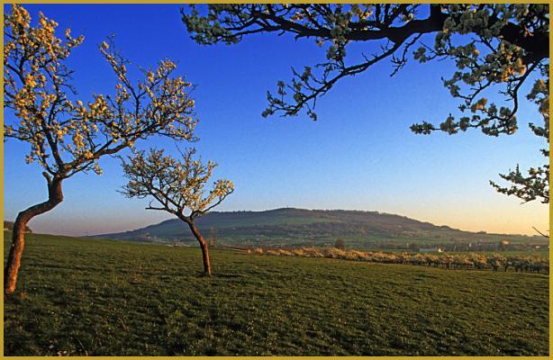 Verger de mirabelliers en fleurs au coucher du soleil avec la colline de Sion en arrière-plan, au cœur du Saintois en Lorraine.