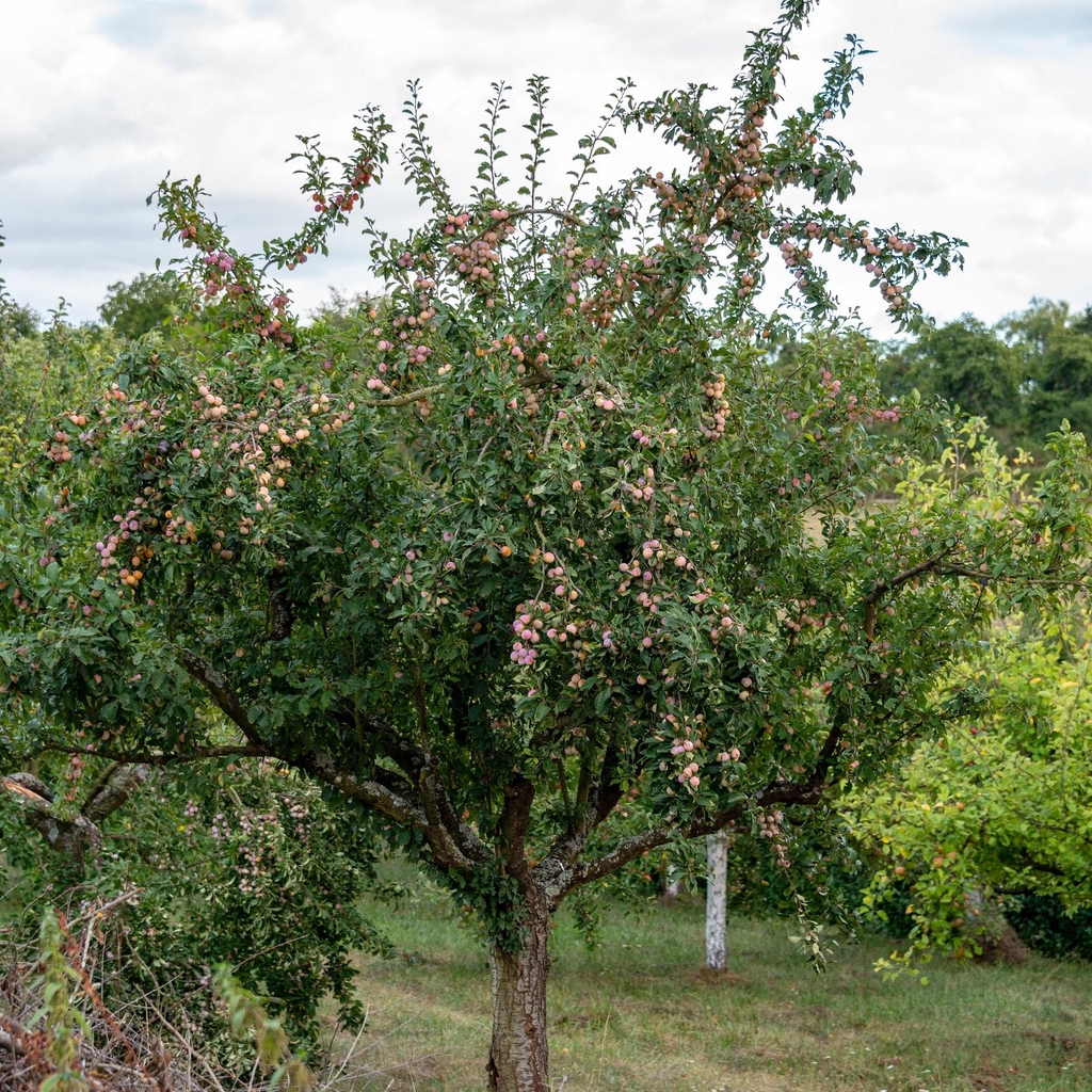 Verger de mirabelliers au pied de la Colline de Sion dans le Saintois, paysage emblématique de Lorraine au coucher du soleil.